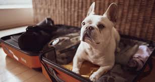 Boarding Service