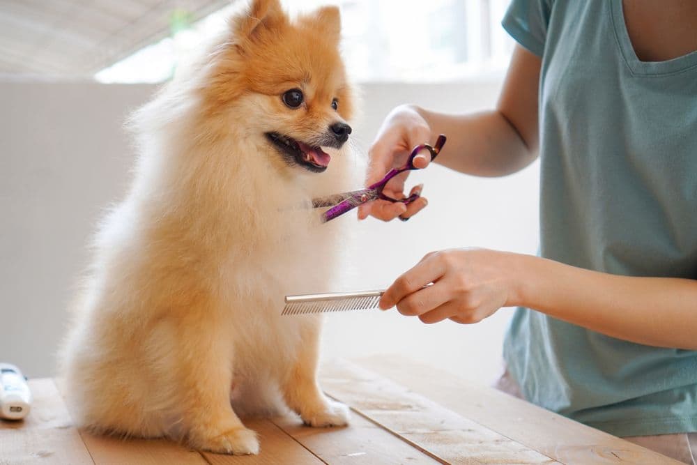 Grooming Service